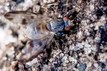 Palloptera umbellatarum