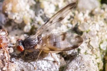 Palloptera umbellatarum