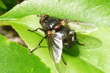 Eulen-Raupenfliege