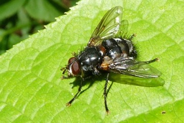 Eulen-Raupenfliege