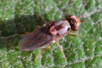 Parectecephala longicornis