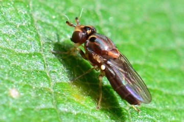 Parectecephala longicornis