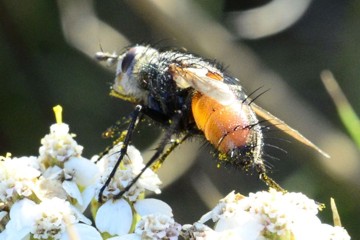 Peleteria rubescens