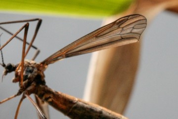 Phalacrocera replicata