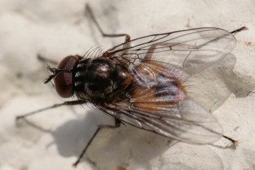 Phaonia subventa