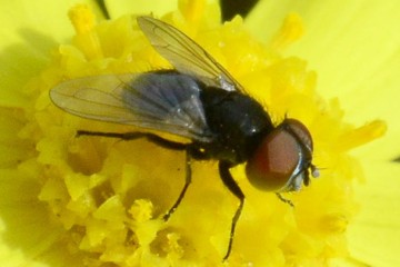 Phasia pusilla