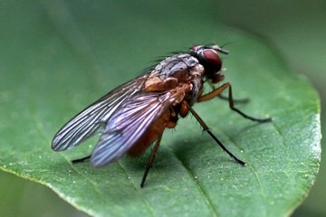 Phaonia rufiventris