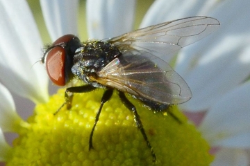 Phasia obesa