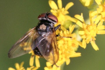 Phasia aurulans