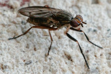 Pherbellia cinerella