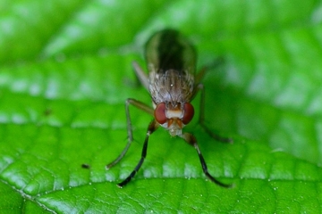 Pherbellia albocostata