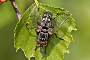 Phorocera assimilis