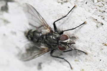 Phorocera obscura