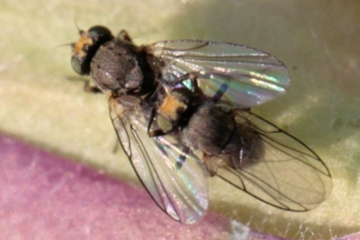 Phytomyza krygeri