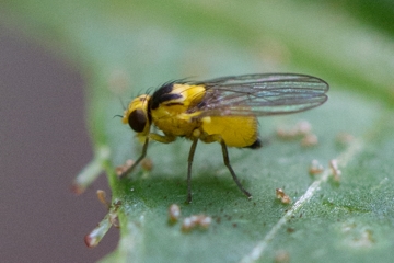 Springkraut-Minierfliege