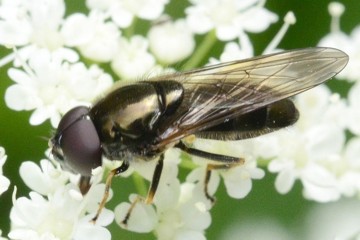 Pilz-Erzschwebfliege