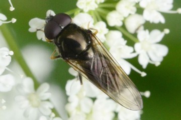 Pilz-Erzschwebfliege