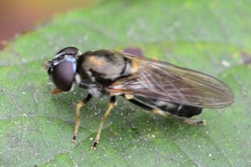 Pilz-Erzschwebfliege