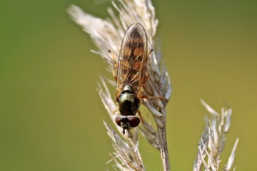 Platycheirus clypeatus