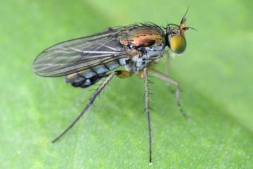 Poecilobothrus chrysozygus