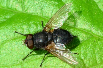 Pollenia labialis