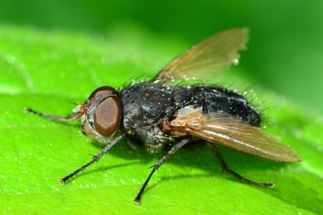 Pollenia labialis