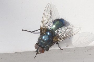 Protocalliphora azurea