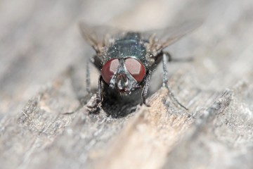 Protoformia terraenovae