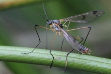 Ptychoptera albimana