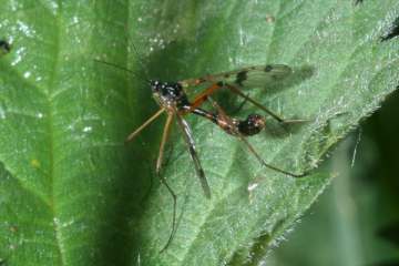 Ptychoptera contaminata