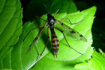 Ptychoptera contaminata