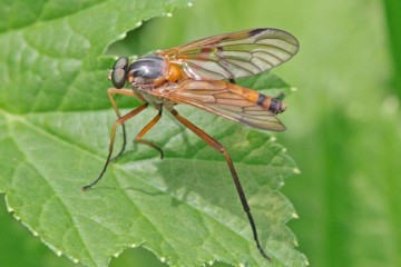 Rhagio immaculatus