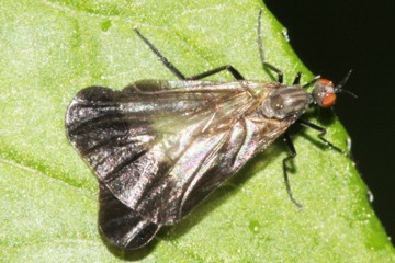 Rhamphomyia marginata