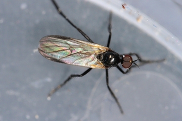 Rhamphomyia atra