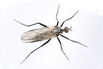 Rhamphomyia crassirostris