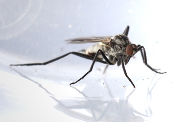 Rhamphomyia crassirostris