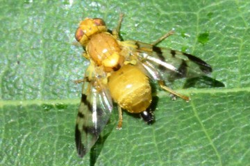 Sauerdorn-Bohrfliege