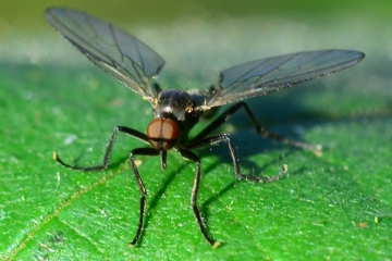 Rhamphomyia erythrophthalma