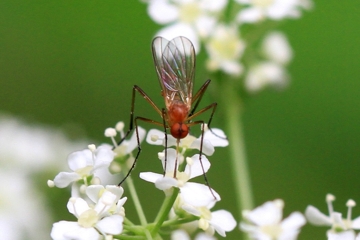 Rhamphomyia flava