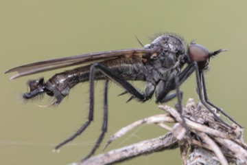 Rhamphomyia spinipes