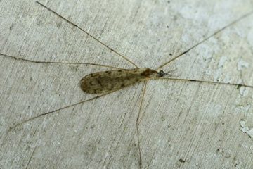 Rhipidia maculata