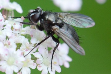 Rhinophora lepida