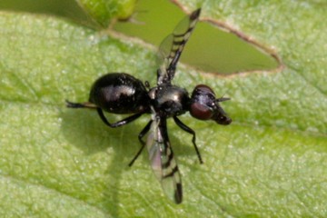 Rivellia syngenesiae