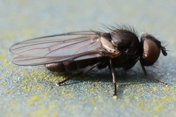 Earomyia lonchaeoides