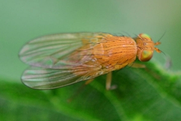 Sapromyzosoma quadricincta