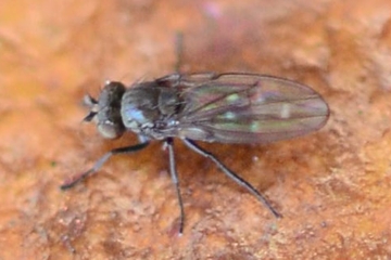 Scatella tenuicosta