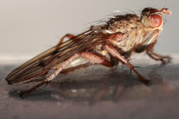 Scathophaga furcata