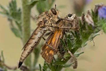 Schlichte Raubfliege