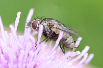 Siphona geniculata