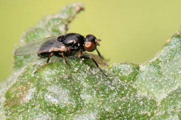 Stearibia nigriceps